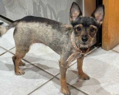 Mia - Terrier (Unknown Type, Medium) Female Puppy for Adoption