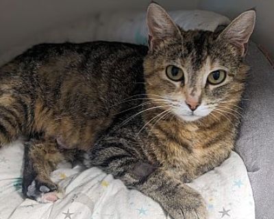 Quinn - Domestic Shorthair Female Cat for Adoption