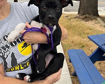 Billy Jack - Mixed Breed (Medium)/French Bulldog Mix Male Puppy for Adoption