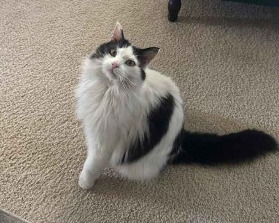 Fred - Maine Coon Male Cat for Adoption