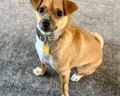 Pipsqueak - Jack Russell Terrier/Pug Mix Male Dog for Adoption