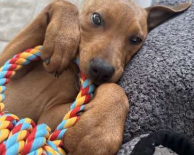 Molly - Rottweiler/Bernese Mountain Dog Mix Female Puppy for Adoption