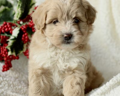 Brittney - Female Puppy for Sale