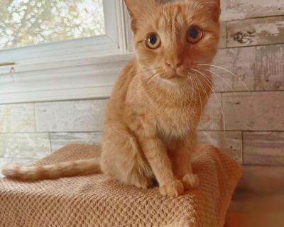 Goldy is a sweet and gentle orange tabby. Did you know orange female tabby cats are rare? Goldy is quite the catch! Goldy will be fully vetted prior to adoption: spayed and neutered, FVRCP vaccinated and FVRCP boostered, rabies vaccinated, dewormed, flea treated, microchipped, and FIV/FeLV tested. Apply here to get pre-approved: https://docs.google.com/forms/d/e/1FAIpQLSfOL4RA5be9hYdmGhu3T8khw4...