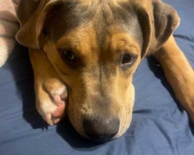 Diesel - American Pit Bull Terrier Male Dog for Adoption