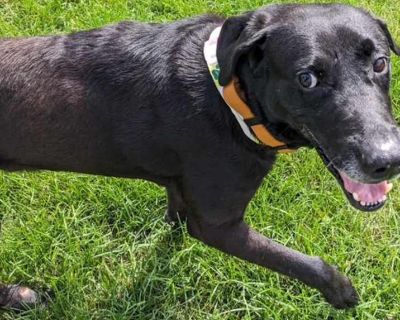 Grommet - Retriever (Unknown Type) Male Dog for Adoption
