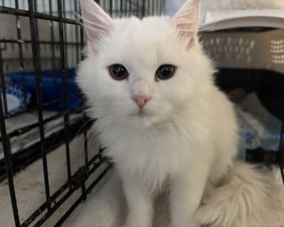 Zahra is an adorable white bundle of love and energy. She is just precious. This long haired 4 month old female kitten was left on the street to fend for herself as a tiny baby. She is safe now. Zahra loves to run and play and tackle her fellow rescue kitties. She is full of love. Very sweet and loving. We would like to see Zahra go to an experienced home that knows how to care for long haired ...