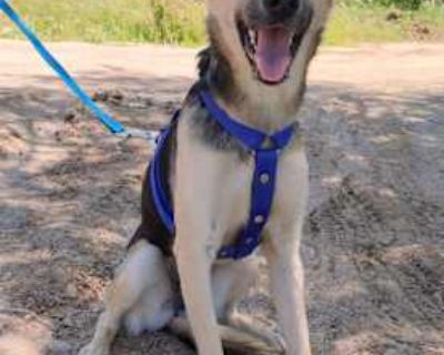 Honey - German Shepherd Dog/Labrador Retriever Mix Female Puppy for Adoption