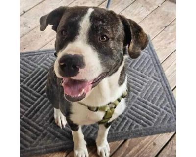 Jax JuM - American Bulldog/Mixed Breed (Large) Mix Male Dog for Adoption