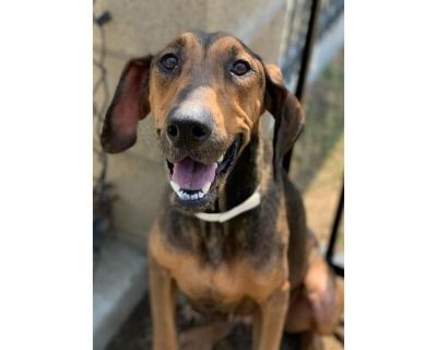 Dog - Doberman Pinscher/Pointer Mix Female Dog for Adoption