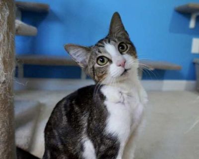 Curtiss is a 5-month-old bundle of sunshine wrapped in soft tabby fur and he s ready to bring warmth, playfulness, and love into his forever home. This brave little guy came into rescue after being attacked by what was likely a dog or coyote. He has a few small scars on his right shoulder and torso his foster mom lovingly calls him Shark Bait but once his fur grows back, they ll be barely notic...