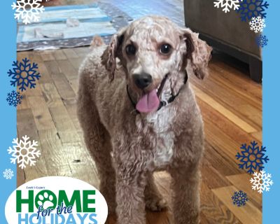 Come meet me and 100+ of my adoptable friends at Louie's Legacy Animal Rescue's MEGA adoption event, Home for the Holidays! Saturday, November 22nd, 2025 at Woodbridge High School in Woodbridge, NJ from 11am - 3pm! Meet Eclair! Eclair is a 3-year-old, 9-pound, mahogany-colored miniature poodle who gets along wonderfully with kids, other dogs, and all his humans. He's still learning the ropes of...