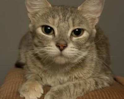 Annabelle came into our lives as an outdoor cat who chose our workshop as a safe place to raise her newborn kittens. My husband was recovering from back surgery at the time, so the shop was quiet and perfect for her little family. She s now been living indoors with us and our four cats for the past month, and she s between 1 2 years old. Annabelle is incredibly loving, always purring, and enjoy...