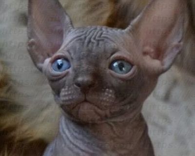 Canadian Sphynx
