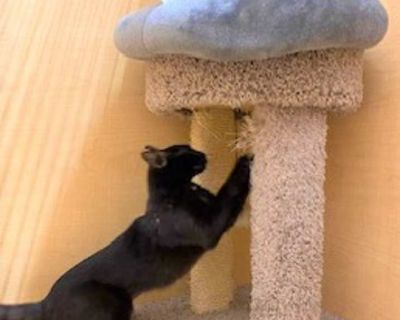 Adult. Black (all). Hair: short. Microchipped. Laney is a sweet and affectionate girl who wants to have you all to herself. ****************************************************************** Our adoption process: Prospective adopters must be at least 25 years old and live in Connecticut. You meet the cat(s) in whom you re interested (we re a foster-based organization and our cats are in several...