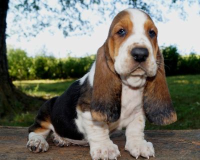 3 Male and 2 Female Basset Hound Puppies for Sale