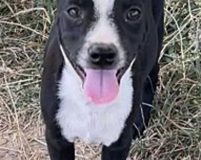 Bishop - Boston Terrier/Blue Heeler Mix Male Puppy for Adoption