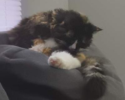 Zuzu - Norwegian Forest Cat Female Cat for Adoption