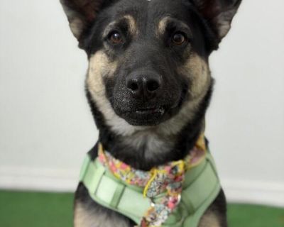 Exciting News: This adorable pup will be at an adoption event near you! Check our website: https://AmazingDogsRescue.org/dogs/ Or call 888.508.8943 (Monday to Sunday, 8 AM to 8 PM).. Characteristics Friendly, Affectionate, Funny, Gentle, Loves, Playful, Loyal, Smart Coat length Medium House-trained Yes Health Vaccinations up to date, spayed / neutered.. Young Female Medium Black