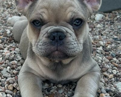 2 Male and 1 Female French Bulldog Puppies for Sale