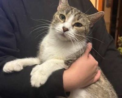 Meet Hazel Your New Best Friend! Looking for a sweet, playful companion who s always up for some fun and cuddles? Hazel, a 1-year-old polydactyl cat, is ready to find her forever home! She likely will do best as a solo pet. Hazel is the definition of a laid-back, affectionate kitty. She s super tolerant and doesn t mind when we play with her paws (yep, she has extra toes, making her even more a...