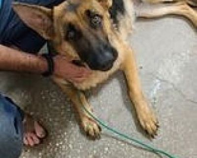 Valkyrie (Nala) - German Shepherd Dog Female Dog for Adoption