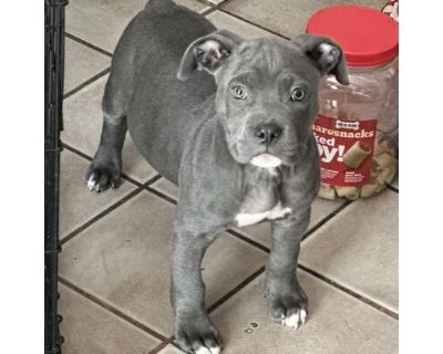 Hustler - American Pit Bull Terrier Male Puppy for Adoption