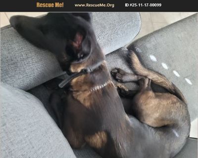 This is Ace. He's a 10 months old and is an absolutely beautiful mahogany malinois and is ready to go anywhere with you. I am unable to dedicate the time he needs. So if you are active and can dedicate time to him, I know, without a doubt that he will be an amazing companion.