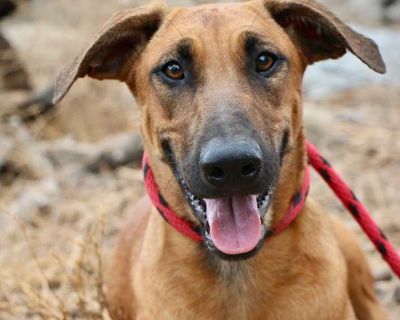 Grace - Doberman Pinscher Female Puppy for Adoption