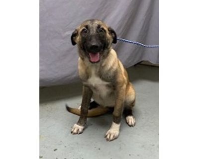 Sable (Cocoa Adoption Center) - Anatolian Shepherd/Mixed Breed (Medium) Mix Female Dog for Adoption