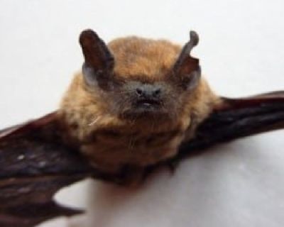 Remove Bats in Attic