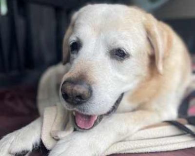 Choo-choo - Labrador Retriever Male Dog for Adoption
