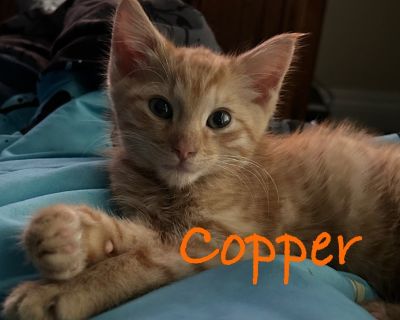 Copper is a friendly, playful kitten with a big heart and even bigger purrs! He loves zoomies, cuddles, and chasing toys. Great with kids and other cats, Copper is social and gentle. He hasn't met dogs yet but may warm up with a slow intro. Litter trained, vaccinated, and ready to find his forever family!Available through Humane Society of Northern Utah email: 1adoptions@gmail.com Telephone: (8...