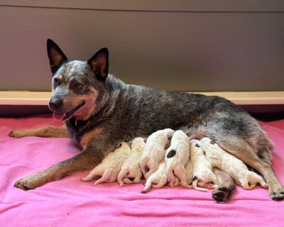 3 Male and 1 Female Australian Cattle Dog Puppies for Sale