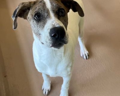 Lionel A205166 - Catahoula Leopard Dog Mix Male Puppy for Adoption