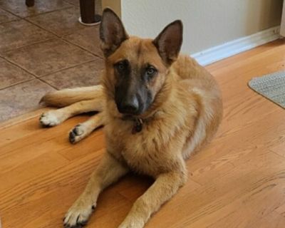 Finn - Belgian Shepherd / Malinois & German Shepherd Dog Mix Male Dog for Adoption