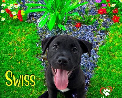 Say Cheese Litter: SWISS - Adoption Pending - Labrador Retriever Mix Male Puppy for Adoption