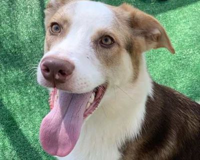 Murphy - Collie Male Puppy for Adoption