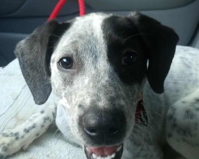 Dakota is a 6-month-old, 23-lb bundle of happiness who has never met a stranger. This precious girl wins everyone over with her friendly personality, joyful wiggles, and big heart. She LOVES people and is always excited to soak up pets, love, and attention from anyone willing to give it. Dakota is dog-friendly and truly thrives in the company of other pups she plays hard, snuggles harder, and w...