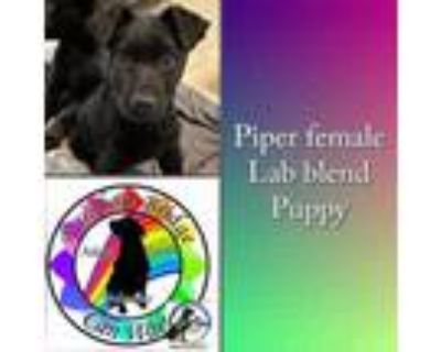 Adopt Piper a German Shepherd Dog