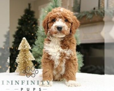 Ozzy - Male Goldendoodle (Miniature) Puppy for Sale
