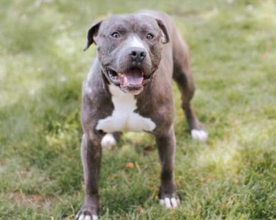 Terrance - American Pit Bull Terrier Male Dog for Adoption