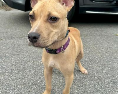 Bop (B Siblings) - Staffordshire Bull Terrier & Rat Terrier Mix Male Puppy for Adoption