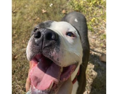 Corduroy - American Pit Bull Terrier Male Dog for Adoption