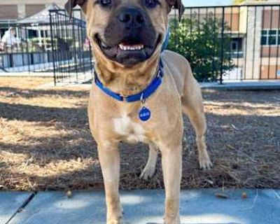 Roman - Black Mouth Cur/Shepherd (Unknown Type) Mix Male Dog for Adoption