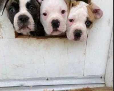 NKC American Bulldog Puppies; Johnson Bloodlines; Loving, Loyal, and Protective