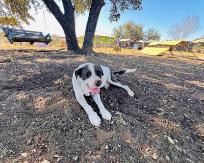 Big boy - Catahoula Leopard Dog/American Staffordshire Terrier Mix Male Dog for Adoption