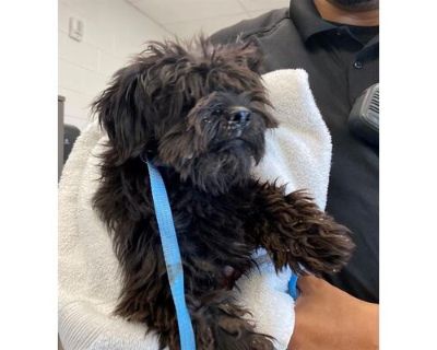 FUZZY - Shih Tzu Male Dog for Adoption