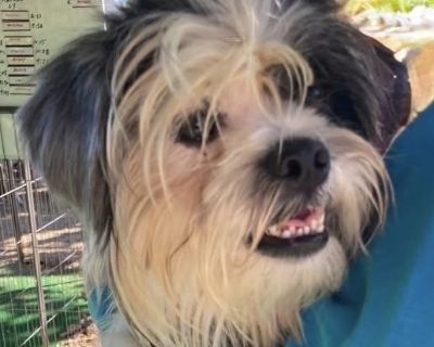 Health Vaccinations up to date, spayed / neutered.. Adult Male Small Brown / Chocolate