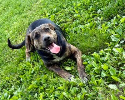 Noel - Labrador Retriever Female Dog for Adoption